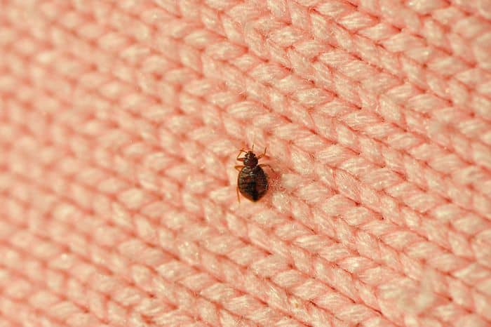 bed bug treatment