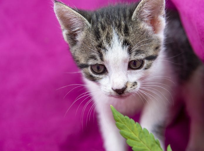 Small cat smelling a cannabis leaf on pink background, marijuana for pets concept