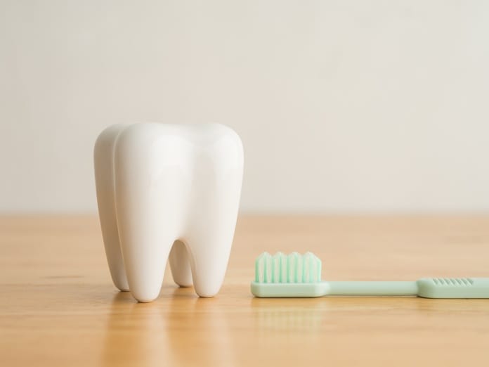 A large-scale model of a tooth placed beside a light green soft-bristled toothbrush on a wooden table.